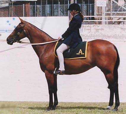 CAL AUSTRALIAN
